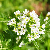 Babo Botanicals Moisturizing Oat & Calendula Conditioner 6oz