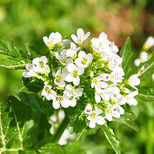 Babo Botanicals Moisturizing Oat & Calendula Conditioner 6oz
