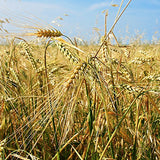 Babo Botanicals Moisturizing Oat & Calendula Conditioner 6oz