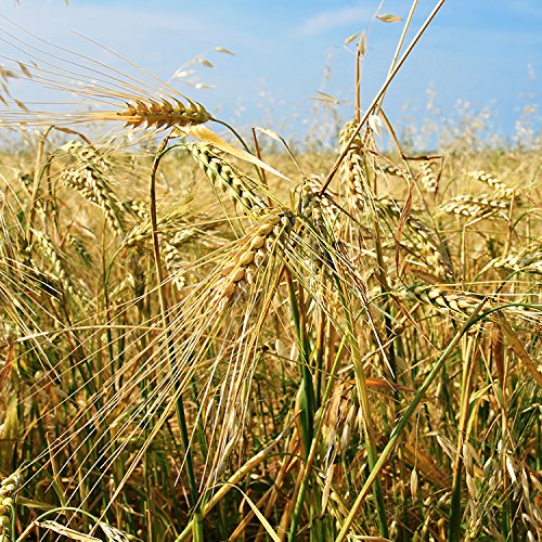 Babo Botanicals Moisturizing Oat & Calendula Conditioner 6oz